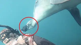 12 dolphin encounters that'll brighten your day