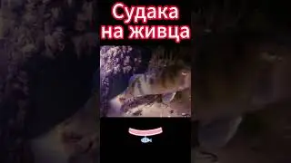 Судак на живца