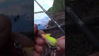 Щука СХОДИТ с УМА от ЭТОЙ поверхностной ПРИМАНКИ. Ловля щуки на МЫШЬ не ЗАЦЕПЛЯЙКУ. #shorts #рыбалка
