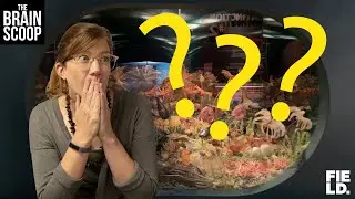 My favorite diorama hidden secret!