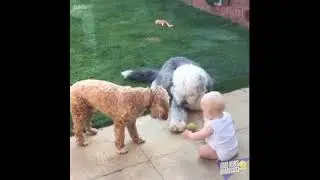 Every dog should have a child. All we need is love!