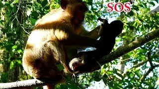 Bite Bite none stop....Dana tortured baby Daniela seriously | Daniela got hurt till less sound
