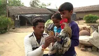 CockFight - A Tradition in Indian Village Life | Murge Ki Ladai | Rooster Fight | Bankura Village |