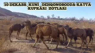 10-DEKABR KUNI DEHQONOBODDA KATTA KUPKARI ZOTLARI