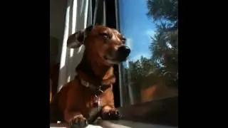 Little Dachshunds are LOUD