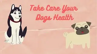 How to Take Care of Your Dogs Health 2020