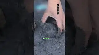 1000 летнее яйцо - если надоели всмятку😋😅| Видео: 赣州麝鼠之子
