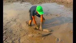 Amazing fishing village boys catching many fish in the field using by hand♥amazing nature♥