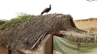 Tharparkar peacock vlog || goodmorning peacock || 