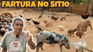 CRIAÇÃO DE VARIOS ANIMAIS NESSA PROPRIEDADE
