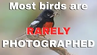 Most birds are rarely photographed: some statistics from eBird