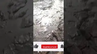 Рыбалка в луже на кастинговую сеть! бросил кастинговую сеть точно на рыбу! рыбалка в луже! 