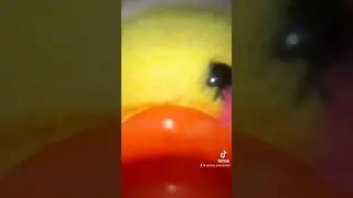 Лили нам кто-то под дверь 💩 