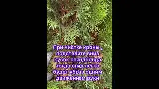 Осенний уход за хвойными