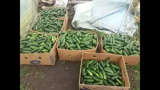 ВЫСАДКА ОГУРЦА В ТЕПЛИЦУ И + ПОЛНЫЙ ОБЗОР ТЕПЛИЦ + КОНКУРС НА 200ГРН