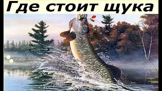 Где стоит щука весной, летом, осенью, зимой