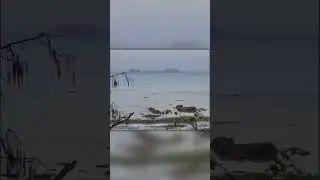 Крокодил Преследует Собаку в Воде
