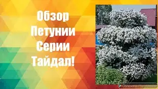 Обзор Сортов Петунии - Тайдал Вейв - Мощный сорт - Петуния выращивание и уход - Природное земледелие