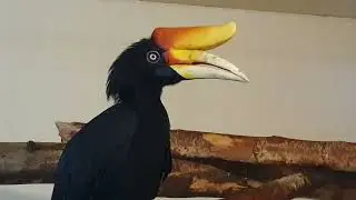 ПАРК ПТИЦ ВОРОБЬИ, Russia animal s park, relax video, ПРОГУЛКА ПОД ОТКРЫТЫМ НЕБОМ.