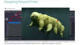 How to design Forward and Reverse Primers