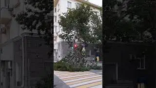 Дерево упало #уфа