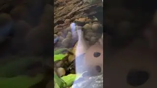 Yellow Pleco & Yo Yo Loach Freshwater Tank #shorts
