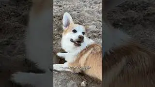 Пять причин не заводить корги 