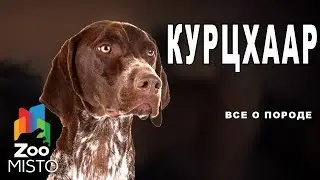 Курцхаар - Все о породе собаки | Собака породы  курцхаар