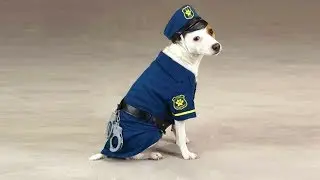Paw Patrol Mod