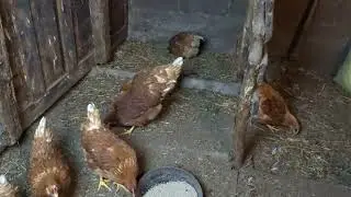 Каких кур лучше купить для получения яйца. Почему раз в год полностью обновляю куриное стадо.
