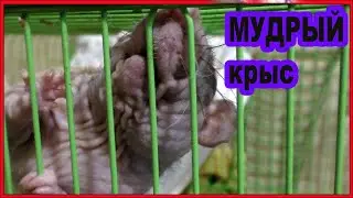 Старый крыс и мудрый крыс. Крысы в домашних условиях.