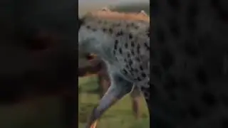 lion vs hyenas