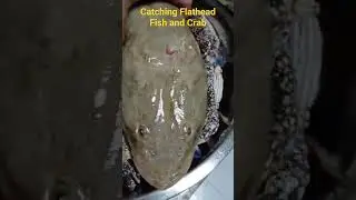 crab and Flathead fish catch for the night