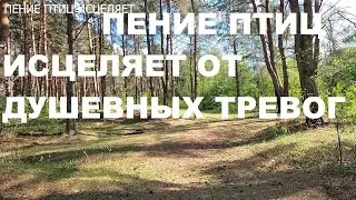 ПЕНИЕ ЛЕСНЫХ ПТИЦ УЛУЧШАЕТ НАСТРОЕНИЕ,УСПОКАИВАЕТ,НЕРВНАЯ СИСТЕМА ВОССТАНАВЛИВАЕТСЯ,НАСТУПАЕТ ПОКОЙ