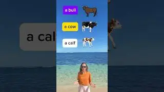 Animal families - Ты знаешь названия этих животных? 
