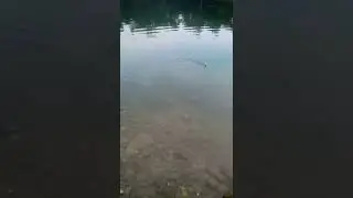 pesca storione nuovo lago dei gabbiani 😁🦈🎣