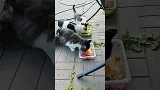 Ждали меня несколько дней🐈🐈🐈 Клепа солирует, Коровка не в ноты шипит, и солист её двигает ❤️