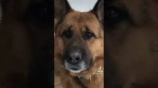 Немецкая овчарка ждёт хозяина!
