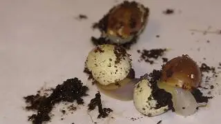 Birth of a snail. Рождение улитки.