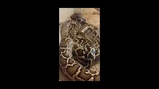Baby anaconda 2