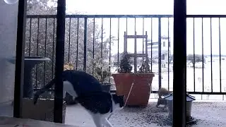 Eevee - An Hour of Squirrel 