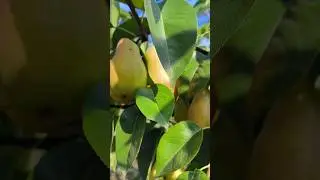 Груша Талгарская Красавица