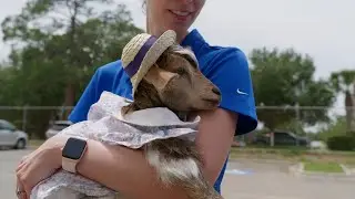 Young goat survives rare bone infection thanks to treatment at UF Large Animal Hospital