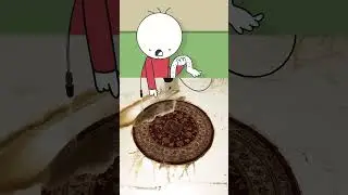 Типичный шортс