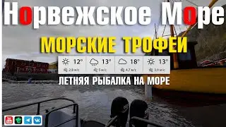Морские Трофеи • Как повлияет жара на клев • Норвежское Море • Русская Рыбалка 4