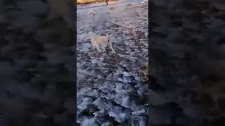 Стая бездомных псов набросилась на ребенка, который шел в школу в Чите