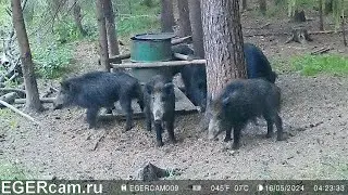 Кабаны. От рассвета до заката )Всегда свежие фото и видео с фотоловушек Егерькам.