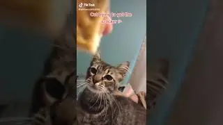 Cat trying to get the cracker (credit to yellowcuteflo64)