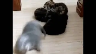 look at this- it's adorable
