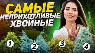 🌲Самые НЕОБЫЧНЫЕ ХВОЙНЫЕ которым не нужен уход